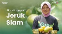Image of BUDI DAYA JERUK SIAM